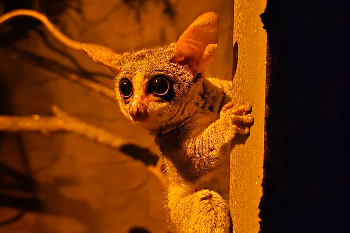 Entreeticket ZooParc Overloon
