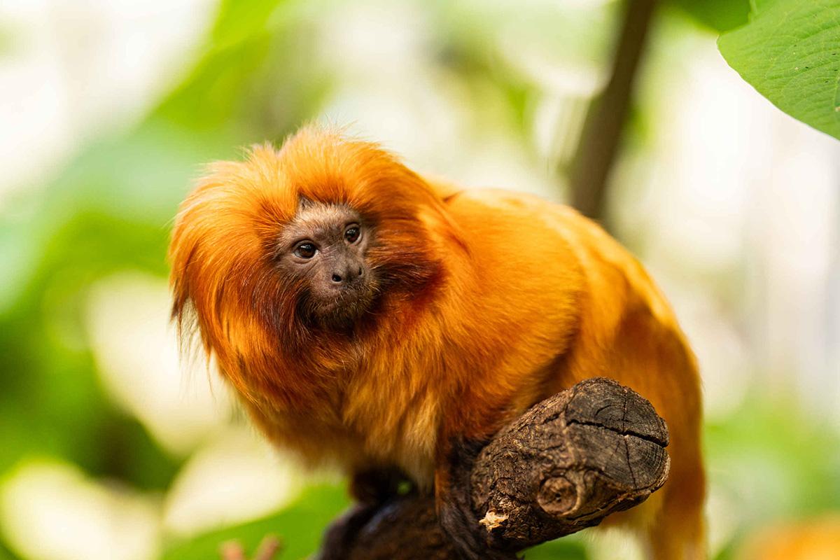 Entreeticket ZooParc Overloon