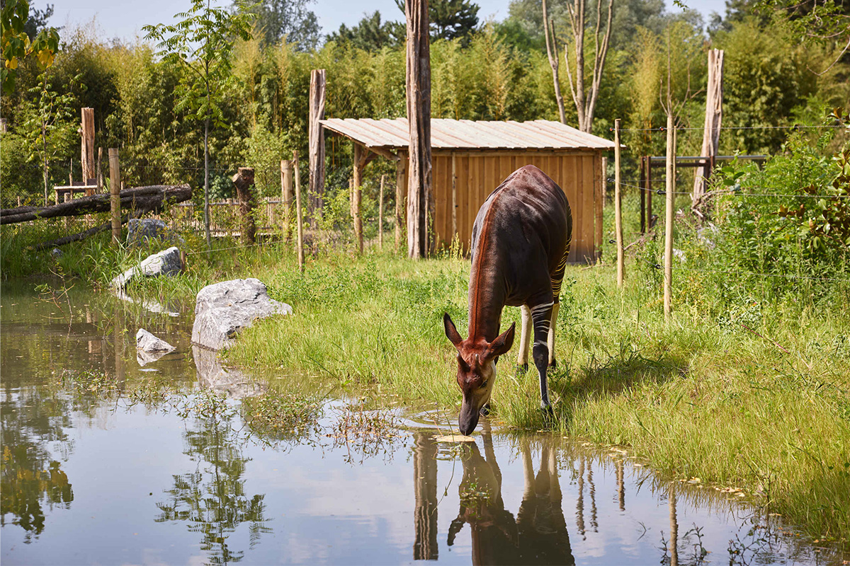 Entreeticket ZooParc Overloon