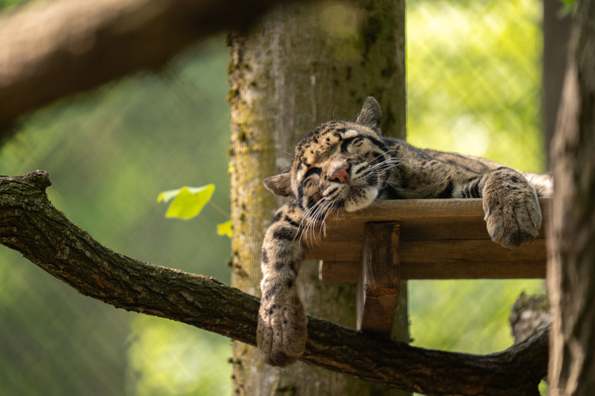 Entreeticket ZooParc Overloon