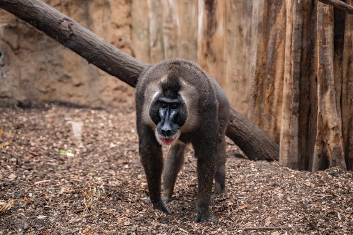 Entreeticket ZooParc Overloon