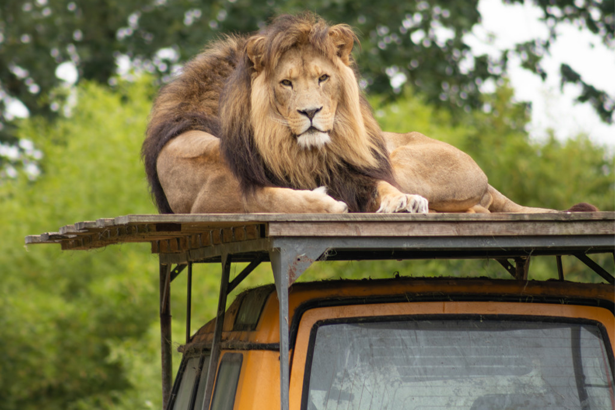 Entreeticket ZooParc Overloon