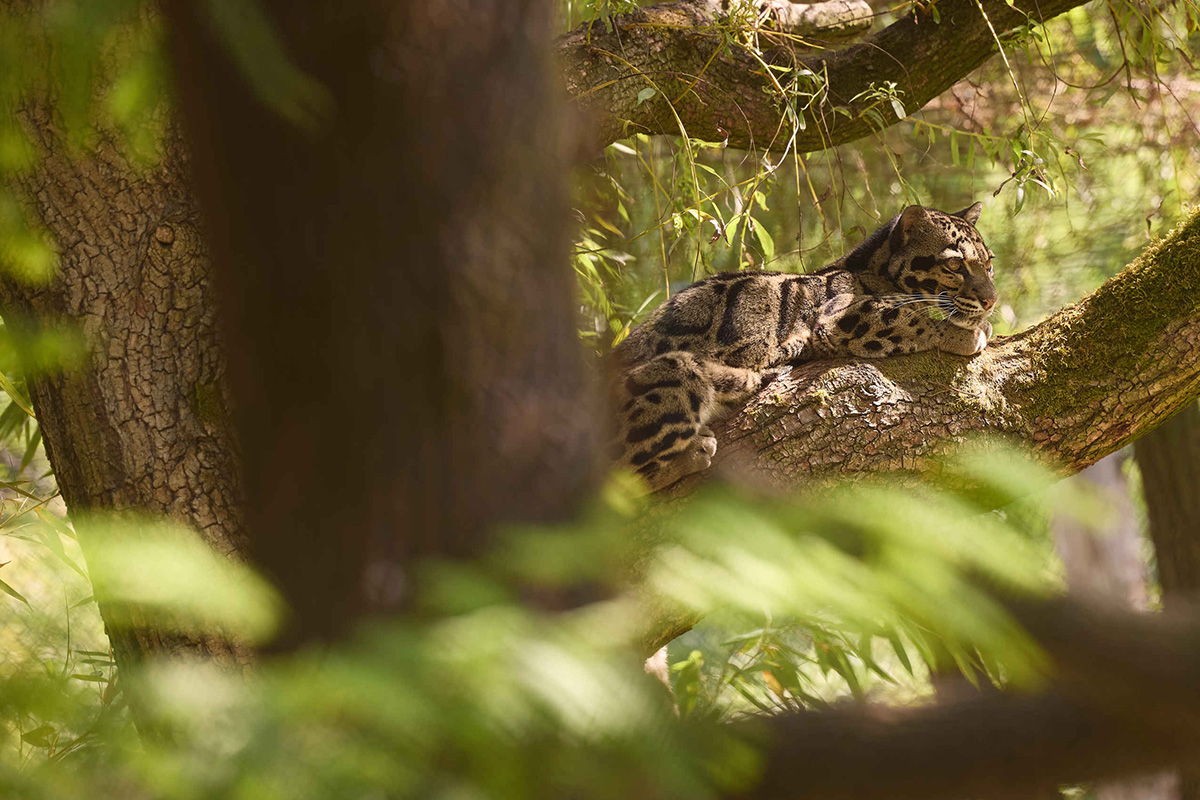Entreeticket ZooParc Overloon