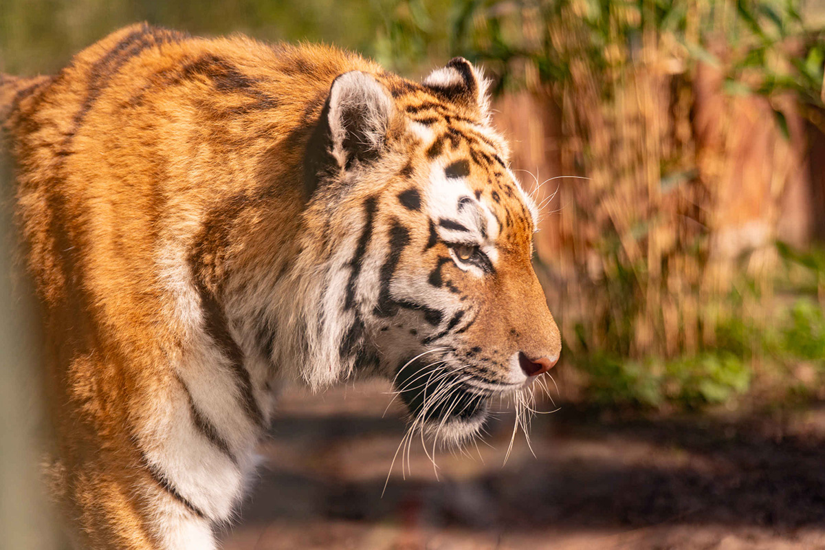 Entreeticket ZooParc Overloon