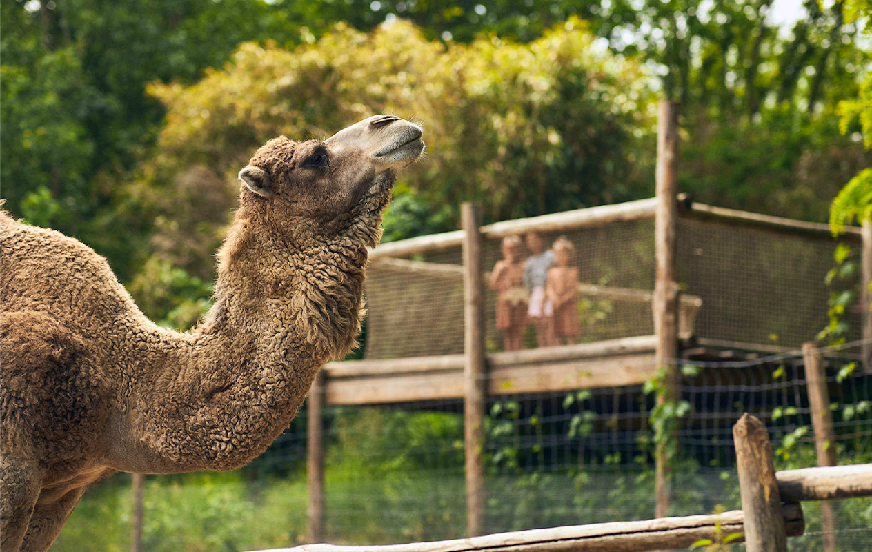 Entreeticket ZooParc Overloon