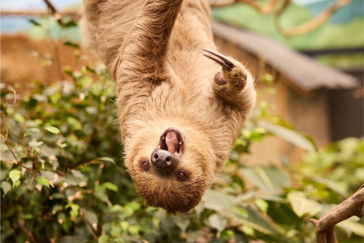 Entreeticket ZooParc Overloon