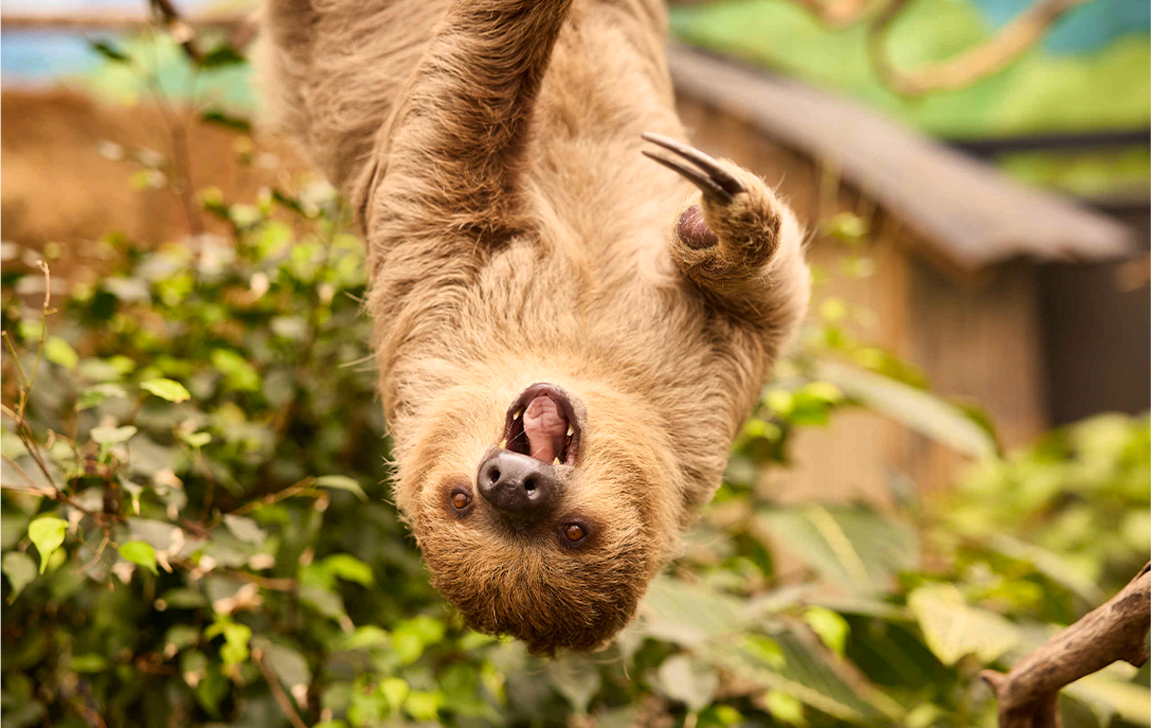 Entreeticket ZooParc Overloon